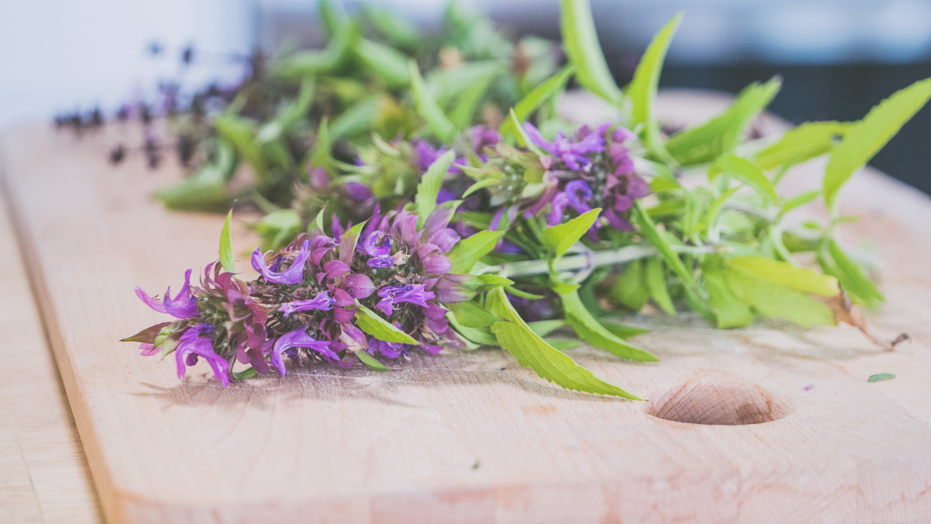 Thym-serpolet : qu'est-ce que cette plante méconnue ?
